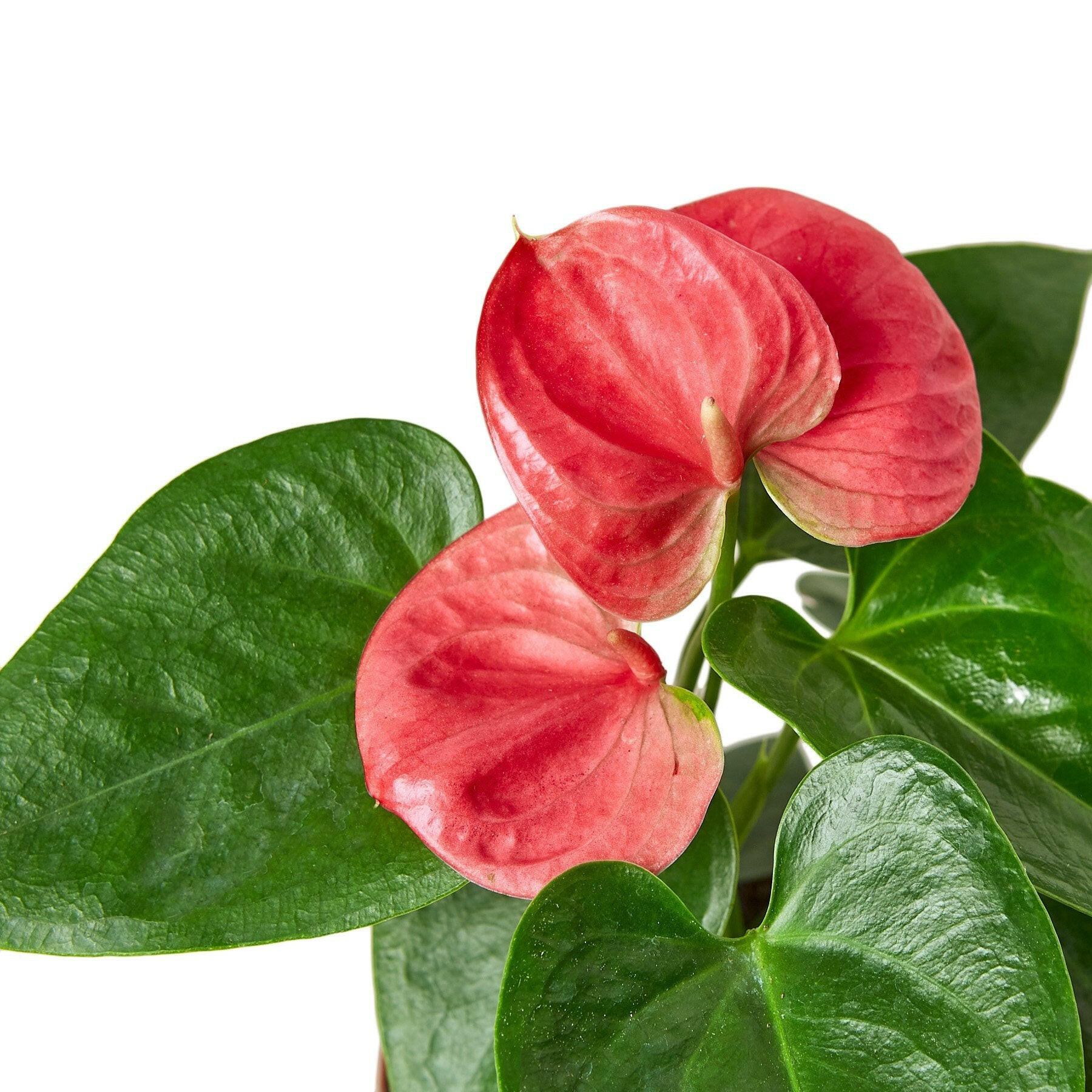 Anthurium 'Pink' - TheHardenGarden