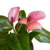 Anthurium 'Purple' - TheHardenGarden