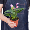 Anthurium 'Purple' - TheHardenGarden