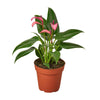 Anthurium 'Purple' - TheHardenGarden