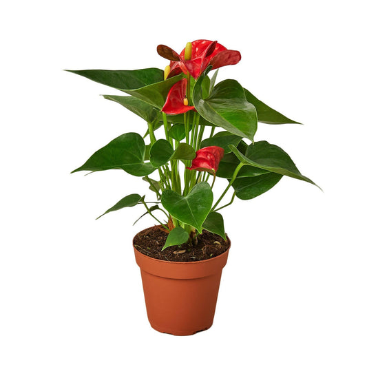 Anthurium 'Red' - TheHardenGarden