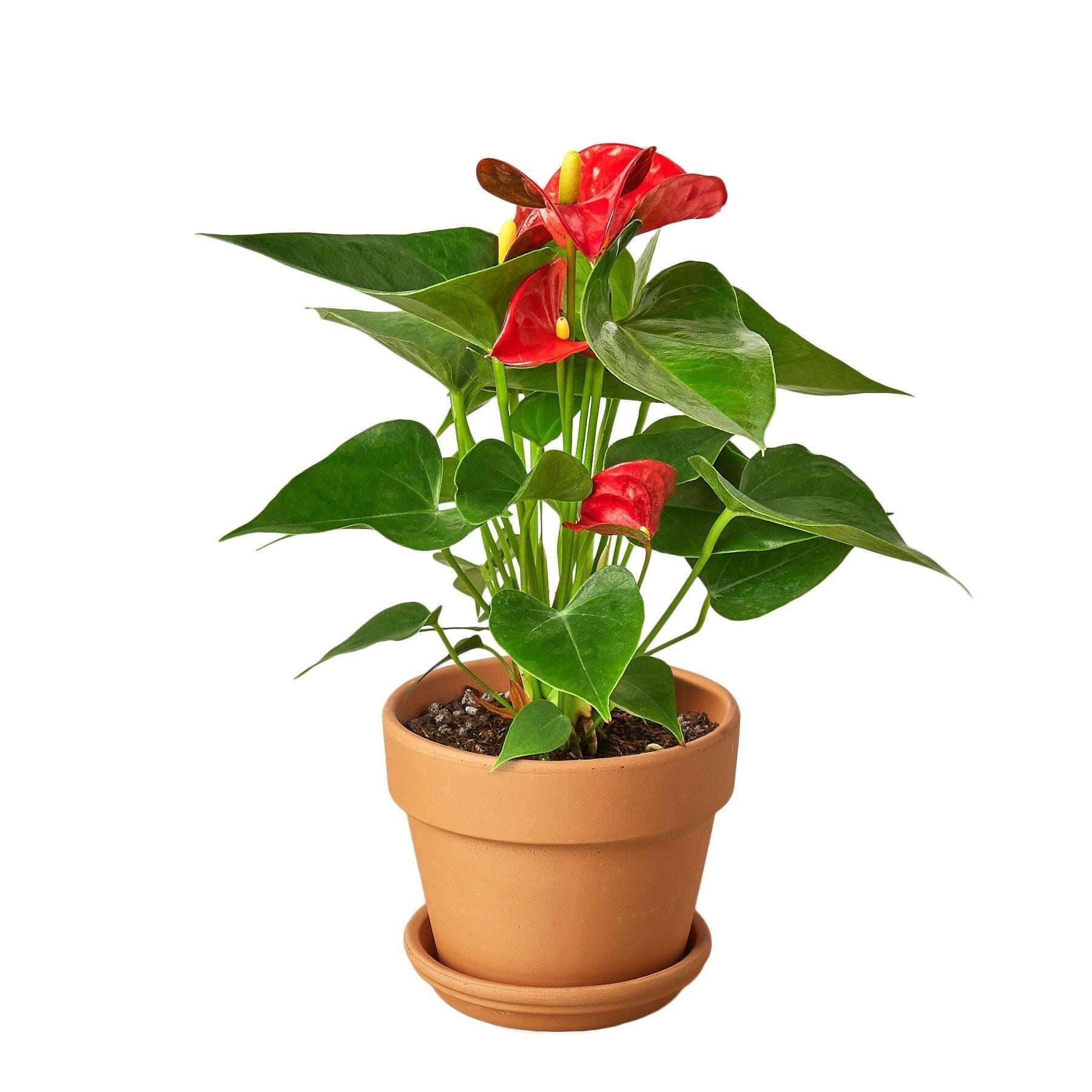 Anthurium 'Red' - TheHardenGarden