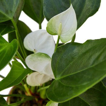 Anthurium 'White' - TheHardenGarden