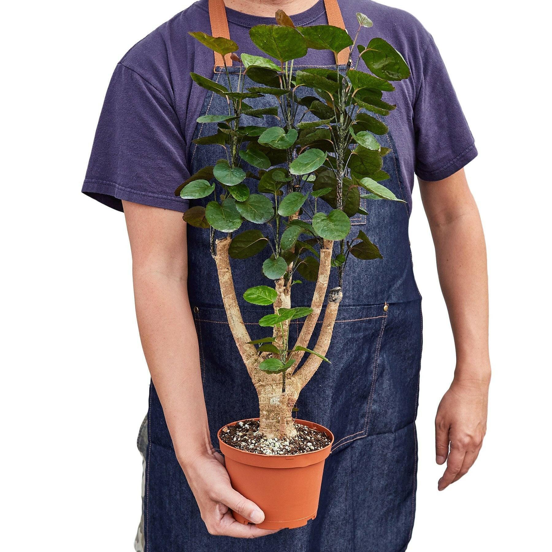 Aralia Fabian Stump 'Polyscias Scutellaria' - TheHardenGarden
