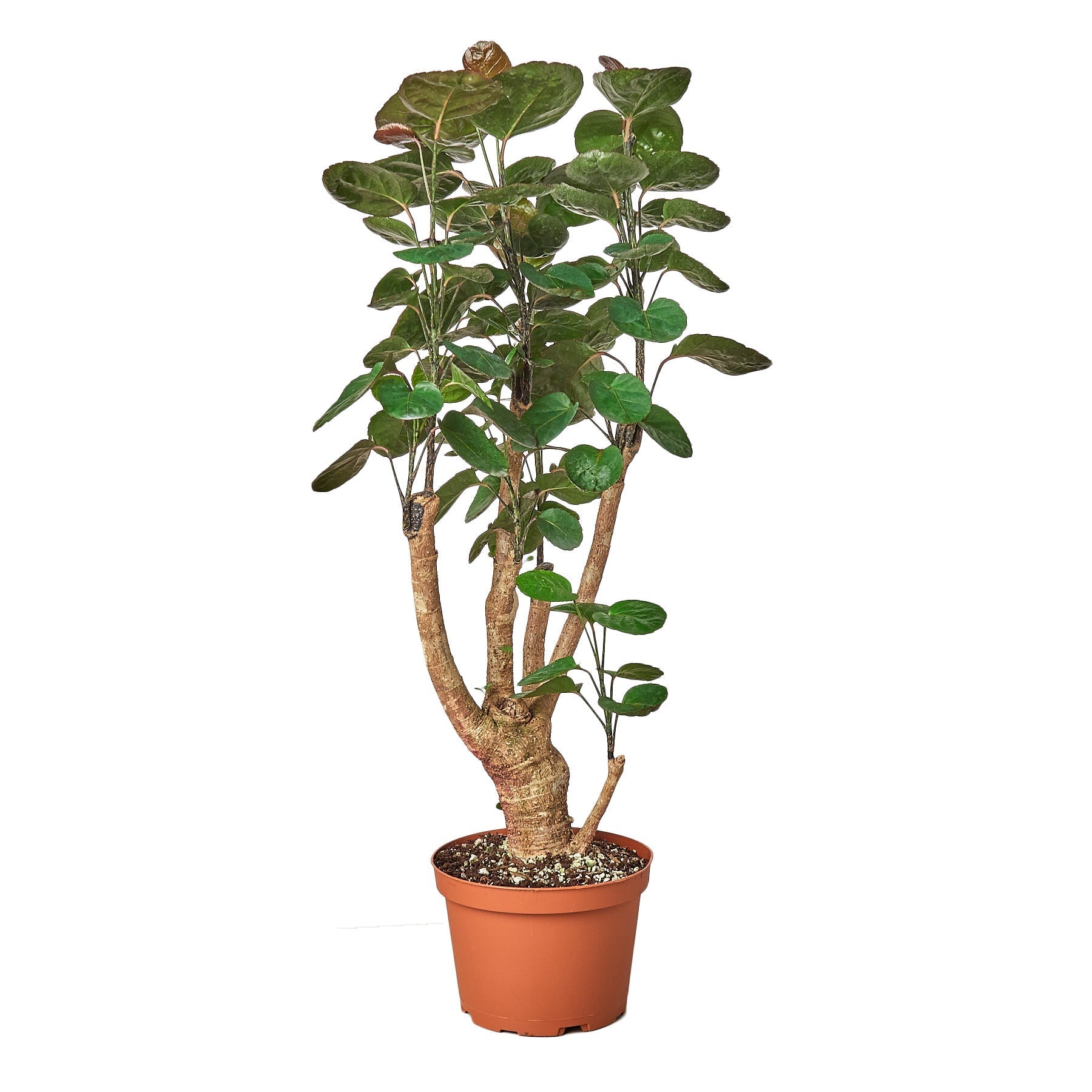 Aralia Fabian Stump 'Polyscias Scutellaria' - TheHardenGarden