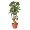 Aralia Fabian Stump 'Polyscias Scutellaria' - TheHardenGarden