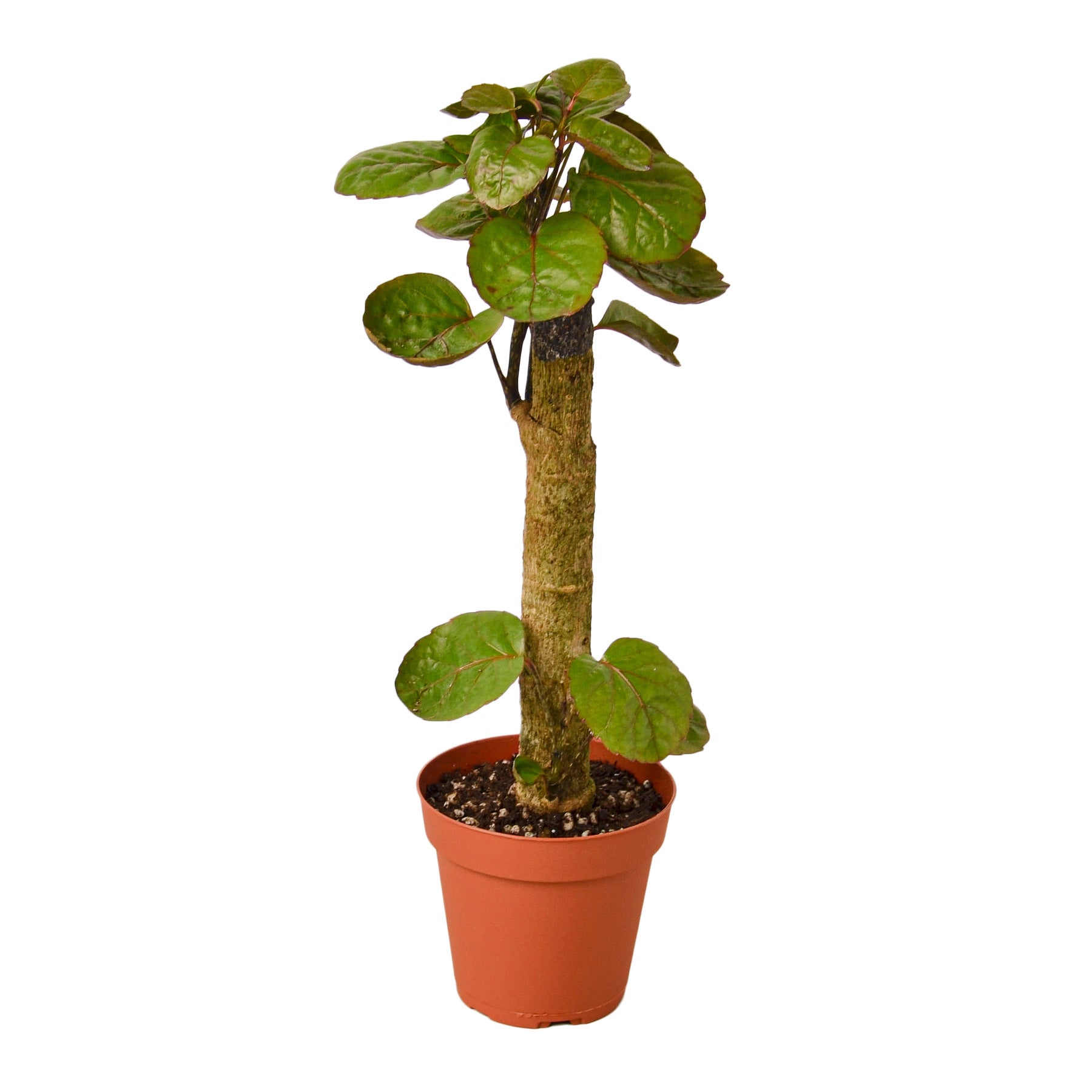 Aralia Fabian Stump 'Polyscias Scutellaria' - TheHardenGarden