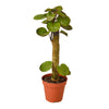 Aralia Fabian Stump 'Polyscias Scutellaria' - TheHardenGarden