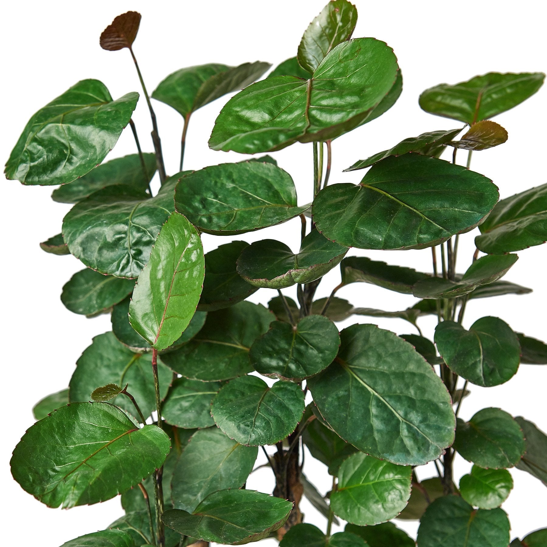 Aralia Fabian Stump 'Polyscias Scutellaria' - TheHardenGarden