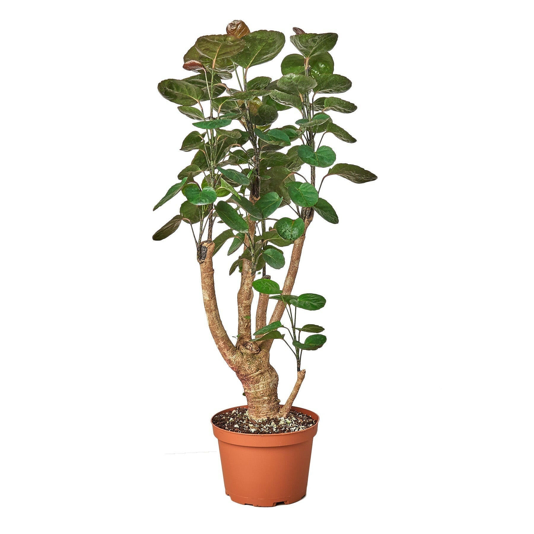 Aralia Fabian Stump 'Polyscias Scutellaria' - TheHardenGarden