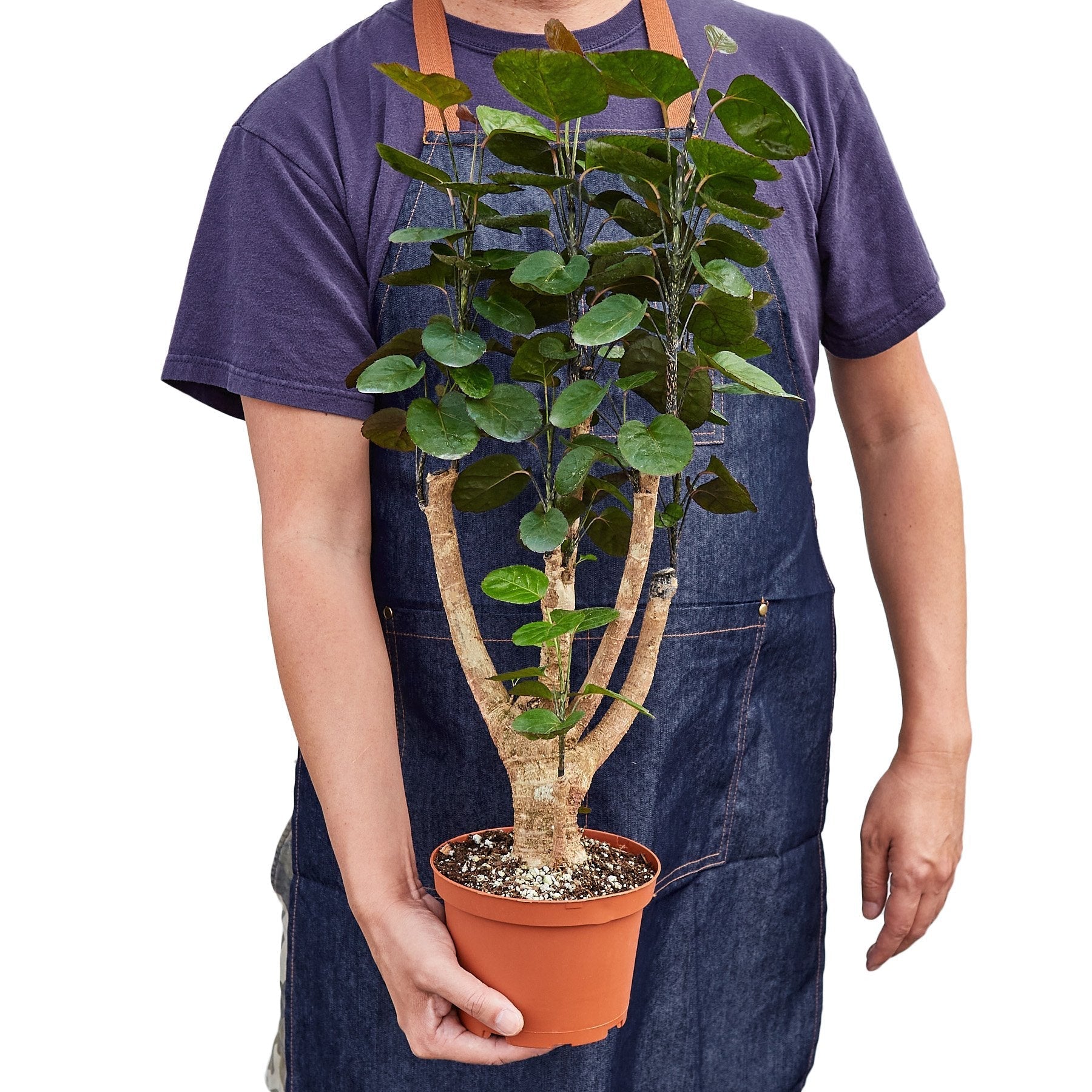 Aralia Fabian Stump 'Polyscias Scutellaria' - TheHardenGarden