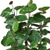 Aralia Fabian Stump 'Polyscias Scutellaria' - TheHardenGarden