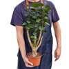 Aralia Fabian Stump 'Polyscias Scutellaria' - TheHardenGarden