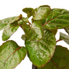 Aralia Fabian Stump 'Polyscias Scutellaria' - TheHardenGarden