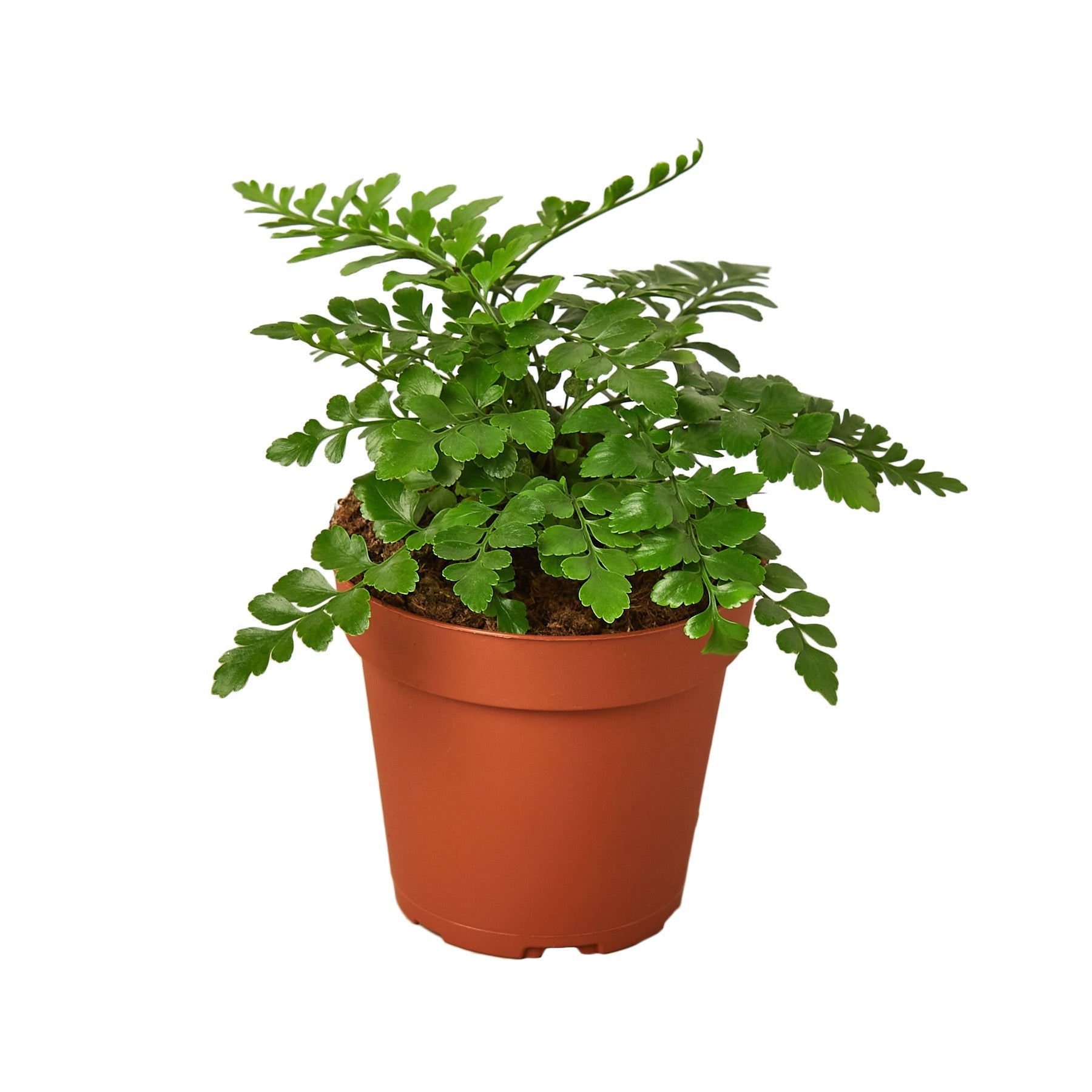 Austral Gem Fern - TheHardenGarden