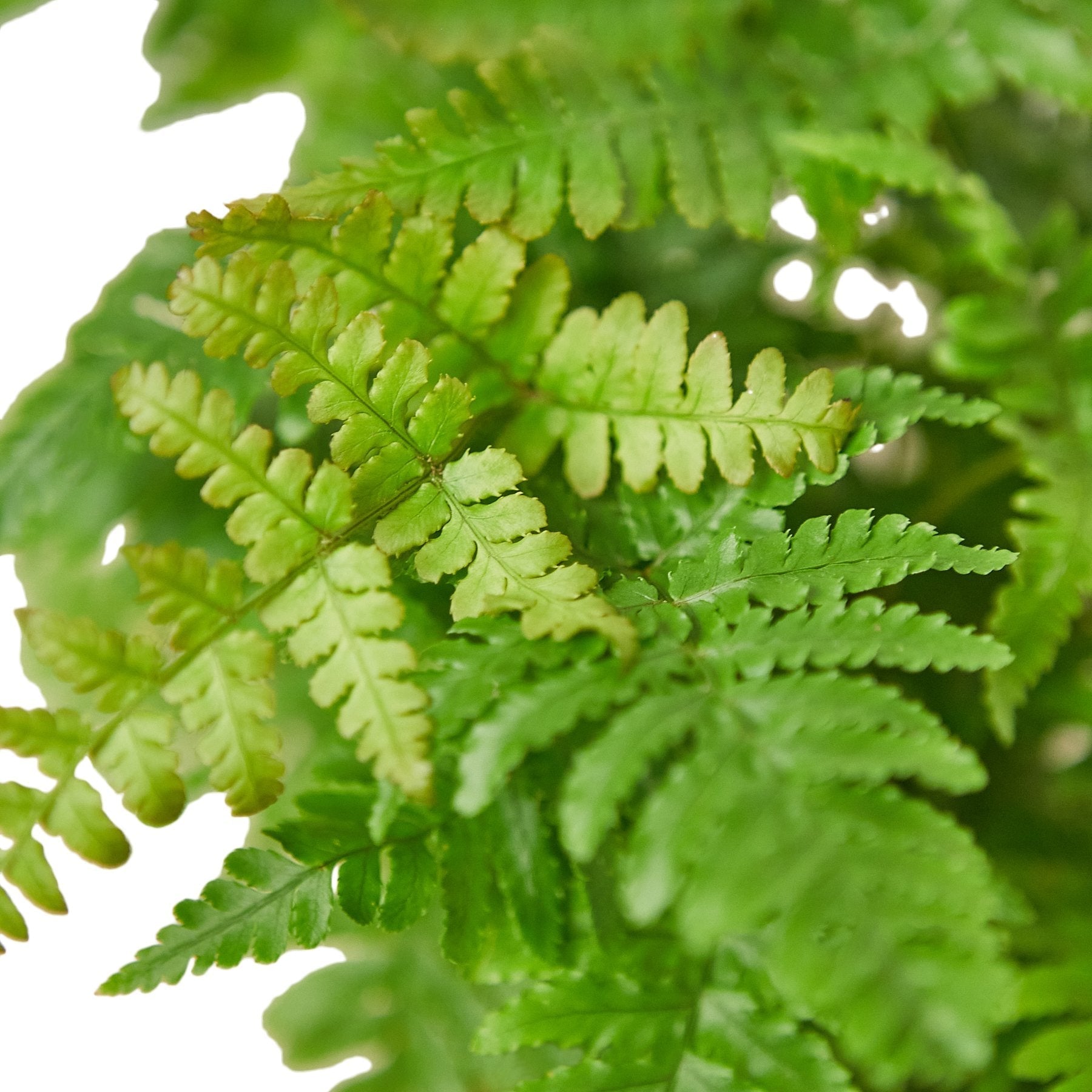 'Autumn' Fern - TheHardenGarden