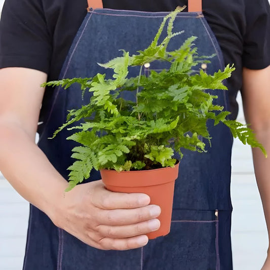 Autumn Fern Live Plant, 