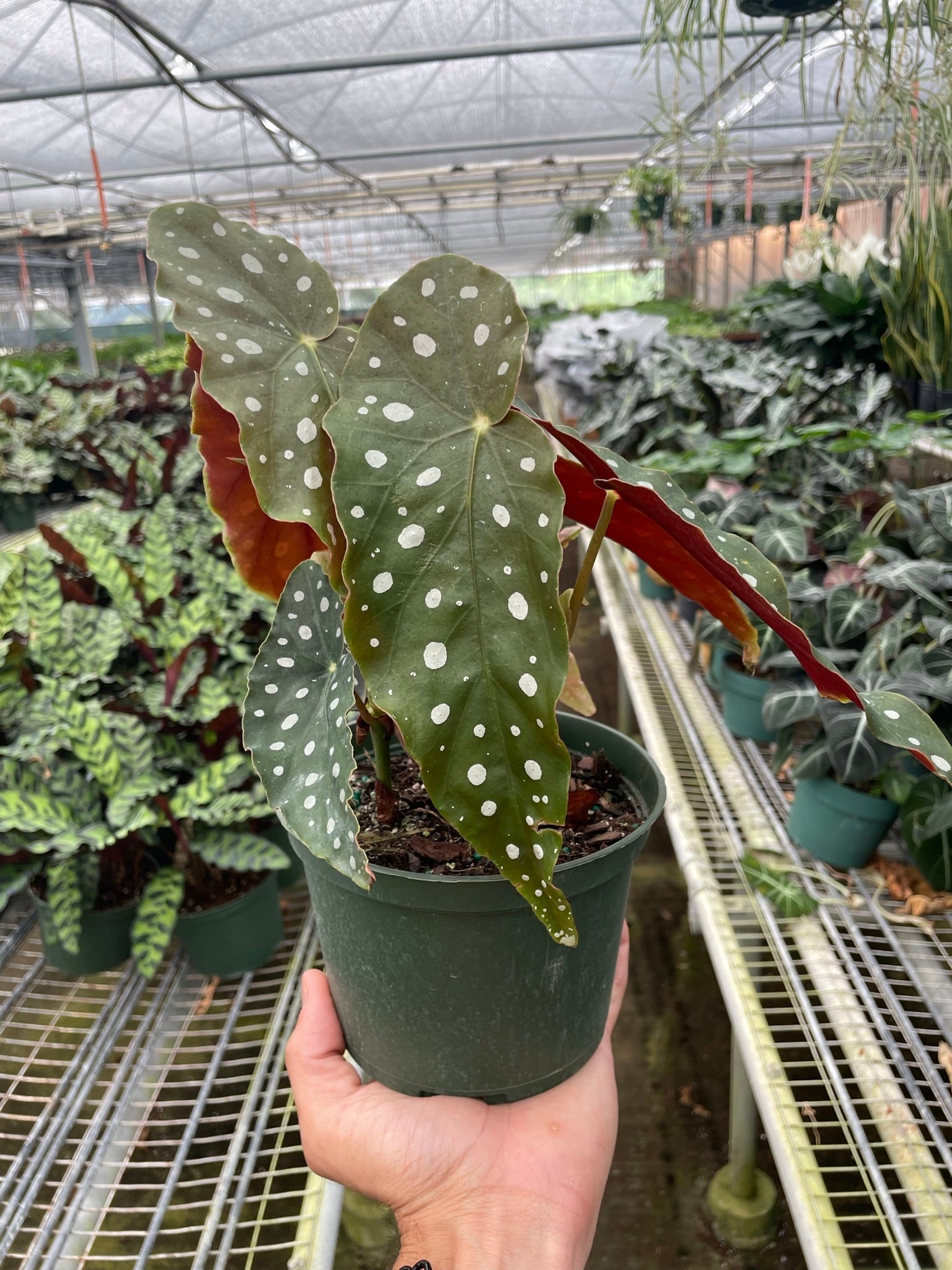 Begonia 'Maculata' - TheHardenGarden