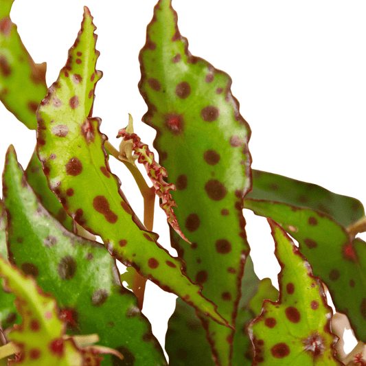 Begonia 'Pink Spotted' - TheHardenGarden