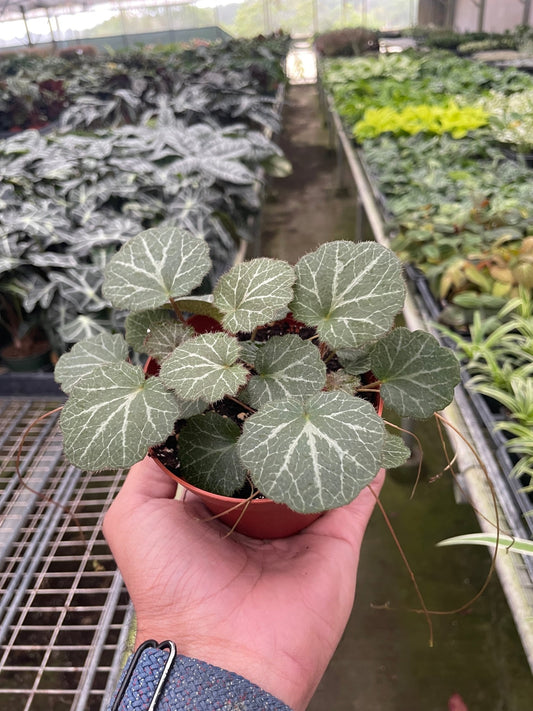 Begonia 'Strawberry' - TheHardenGarden