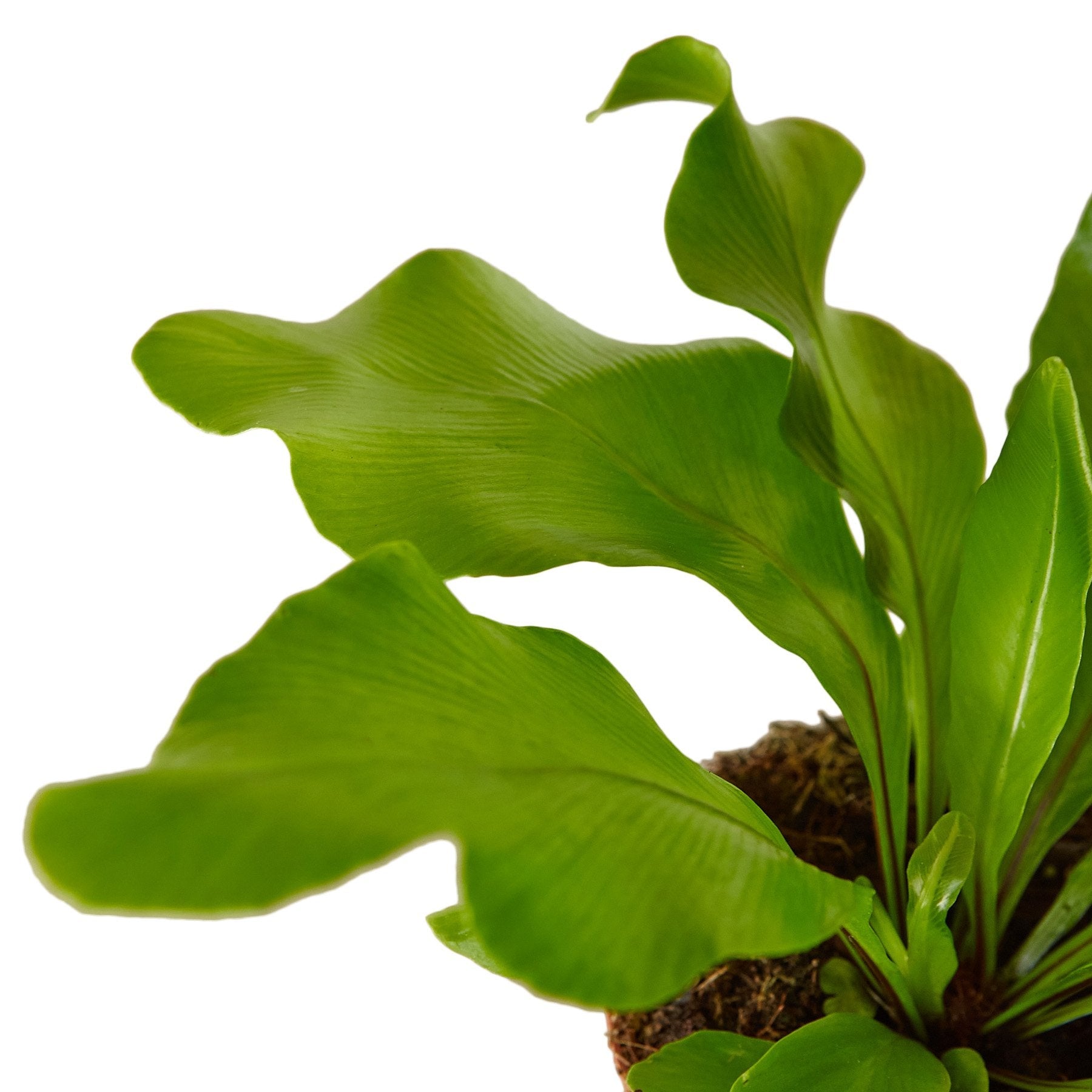 Bird's Nest 'Nidus' Fern - TheHardenGarden