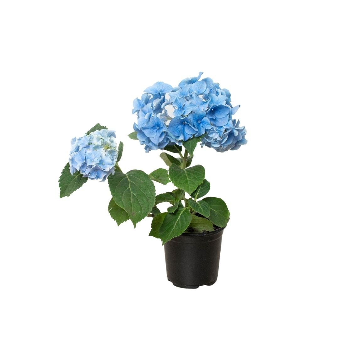 Blue Hydrangea - TheHardenGarden