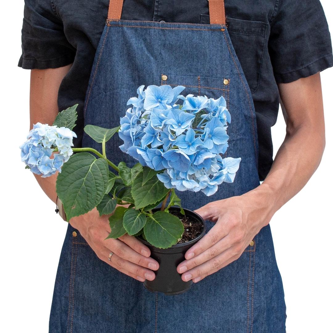 Blue Hydrangea - TheHardenGarden