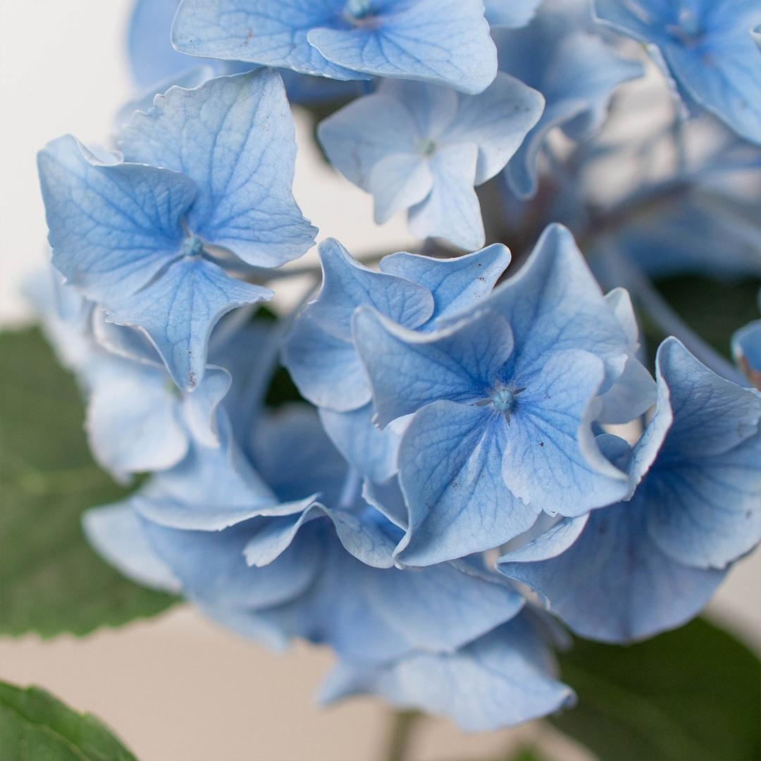 Blue Hydrangea - TheHardenGarden
