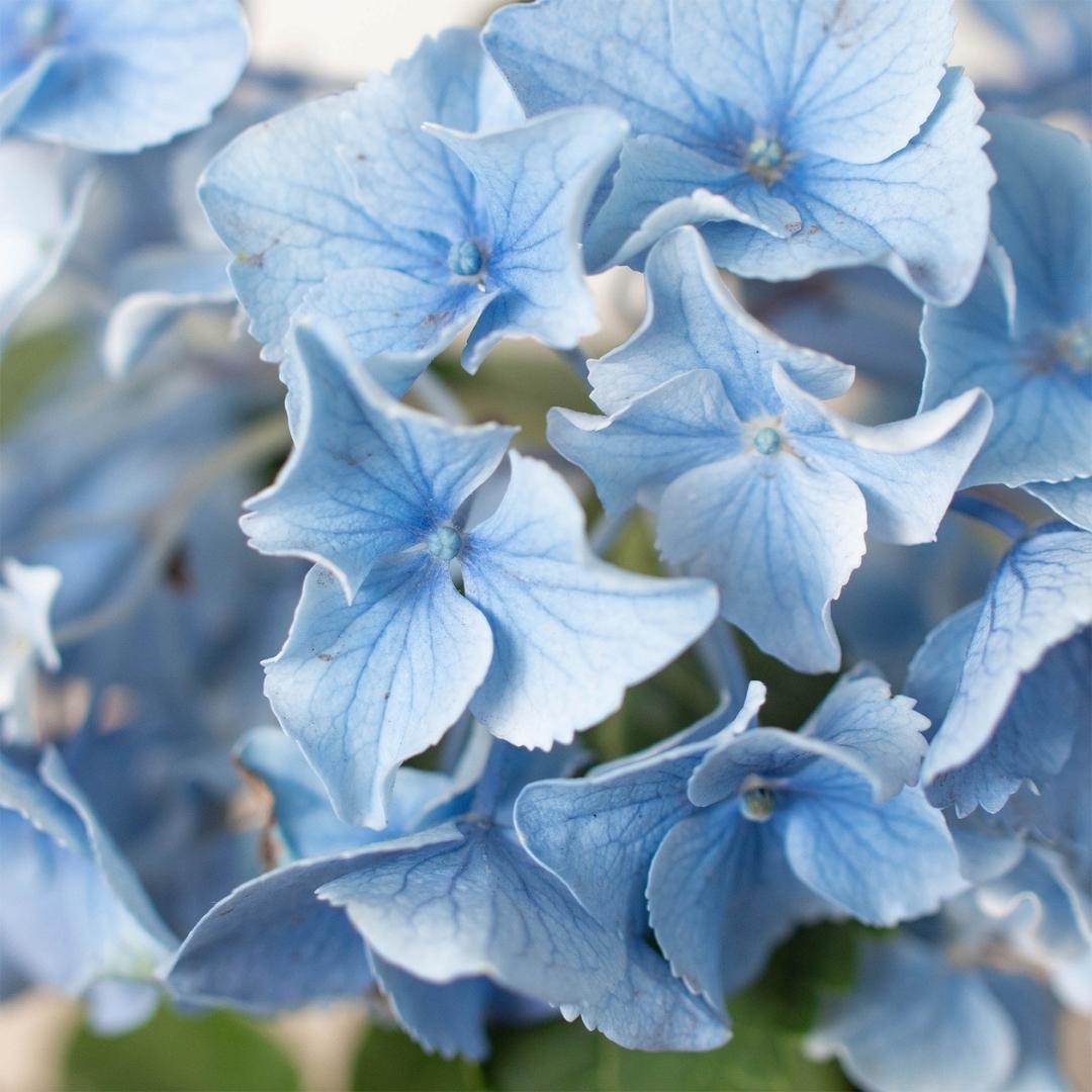 Blue Hydrangea - TheHardenGarden
