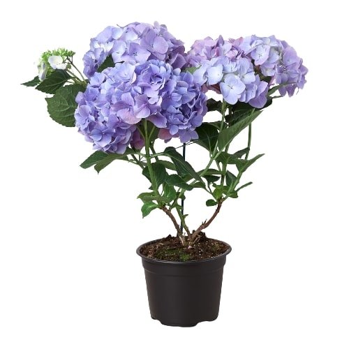 Blue Hydrangea - TheHardenGarden