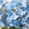 Blue Hydrangea - TheHardenGarden