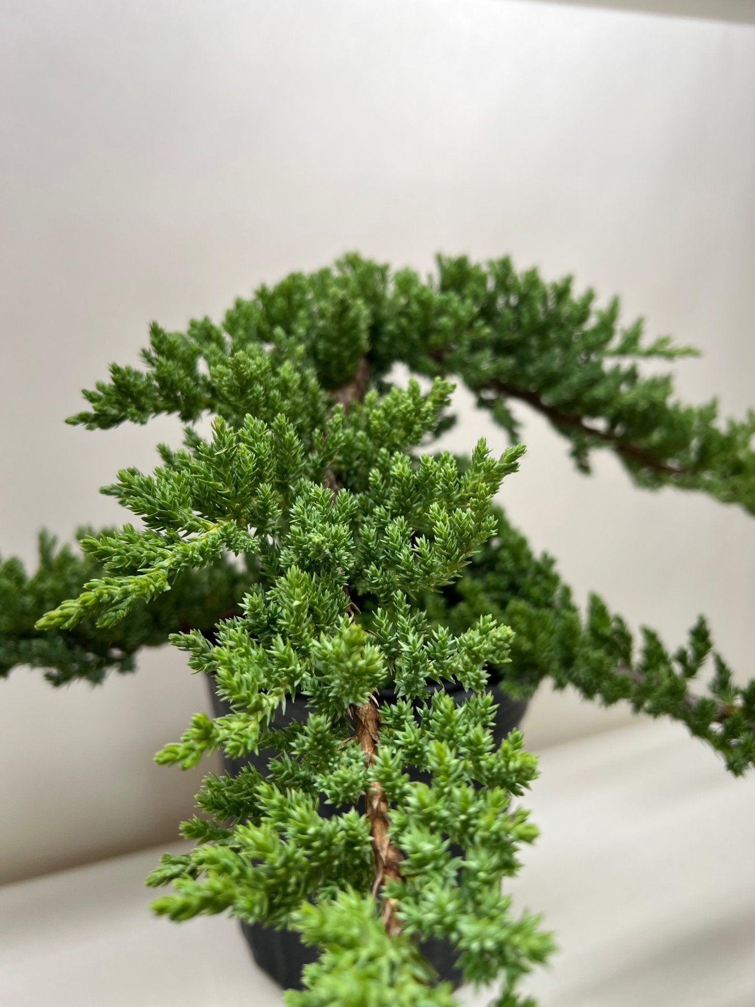 Bonsai Juniper - TheHardenGarden