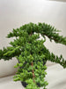 Bonsai Juniper - TheHardenGarden