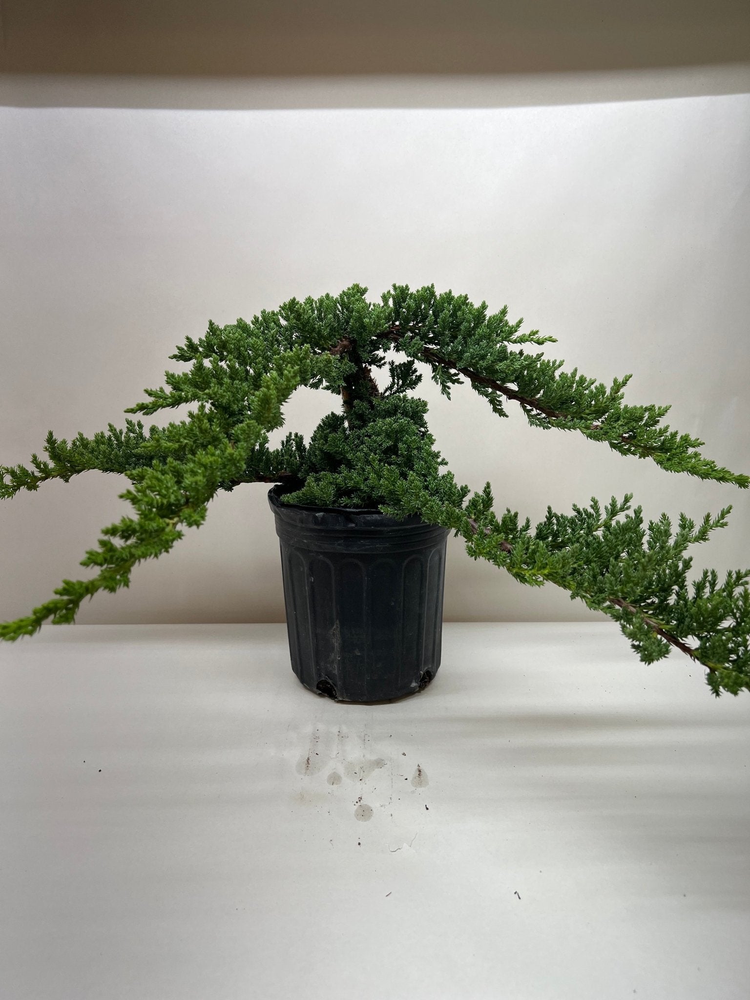 Bonsai Juniper - TheHardenGarden