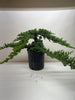 Bonsai Juniper - TheHardenGarden
