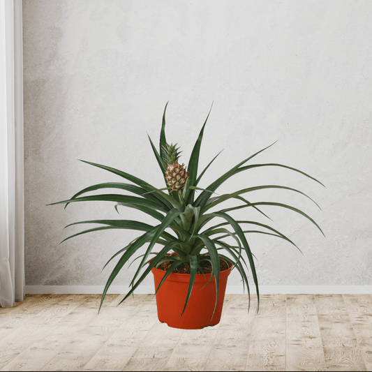 Bromeliad 'Yellow Pineapple' in 6" Pot - TheHardenGarden