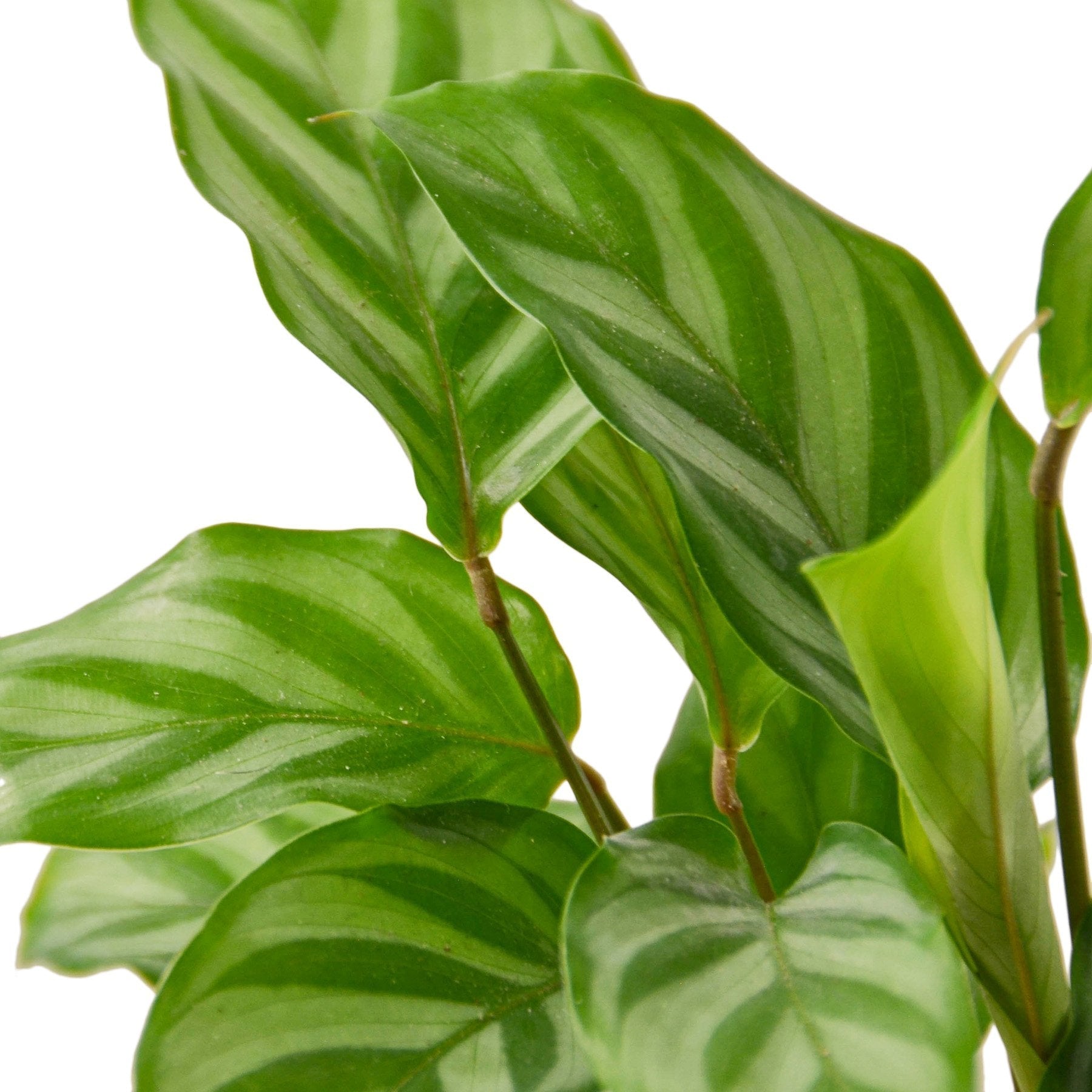 Calathea Concinna 'Freddie' - TheHardenGarden