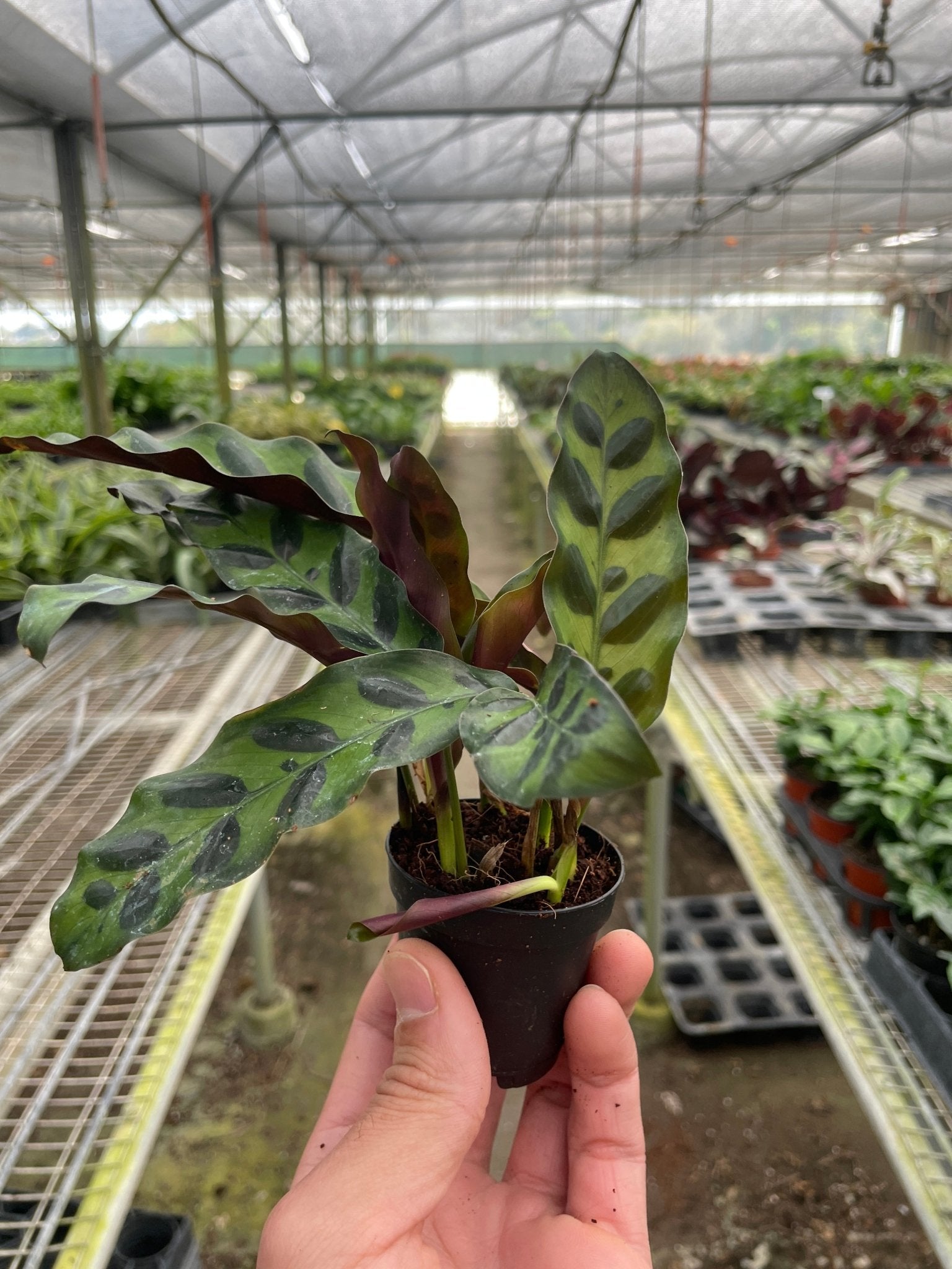 Calathea Lancifolia 'Rattlesnake' - TheHardenGarden