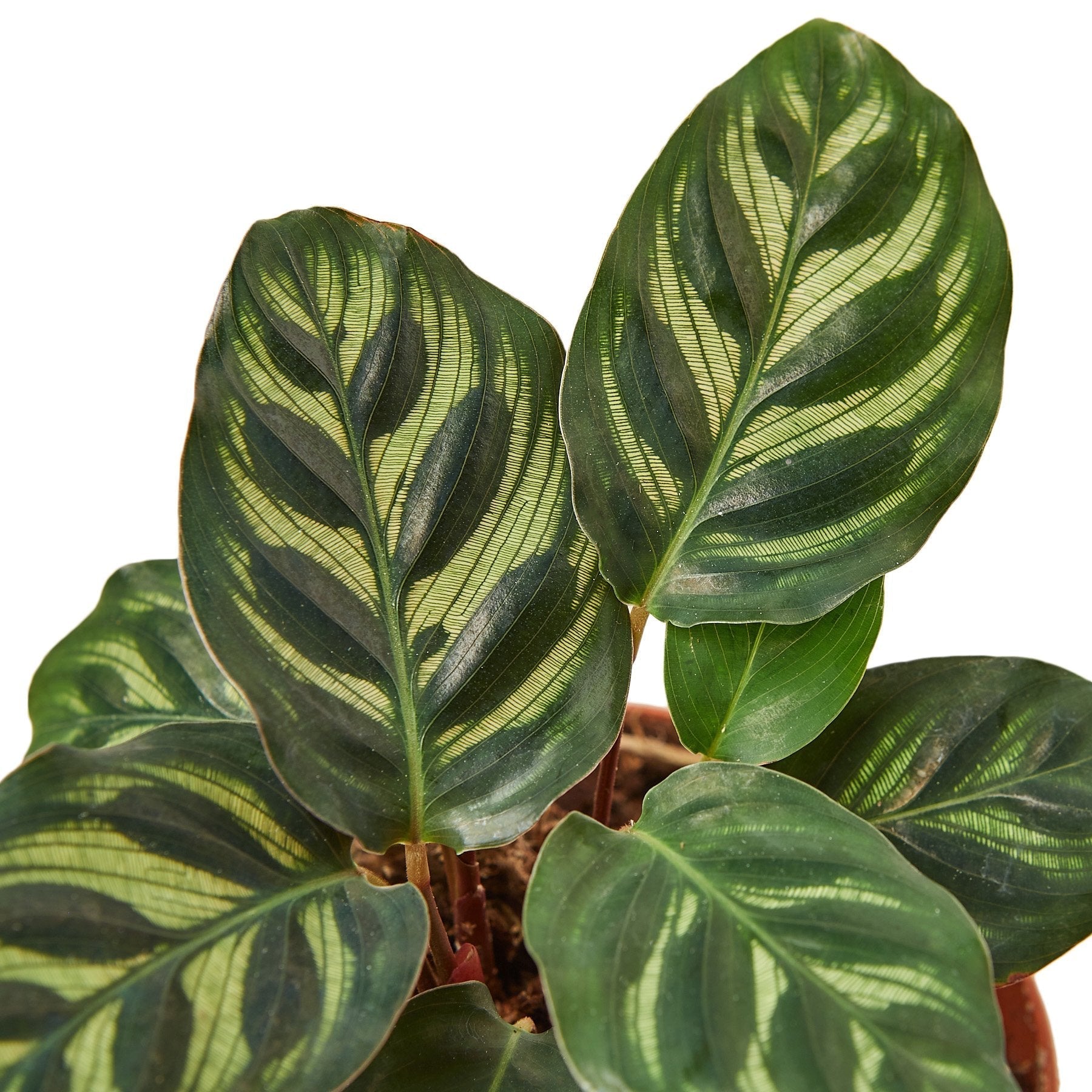 Calathea 'Makoyana' - TheHardenGarden