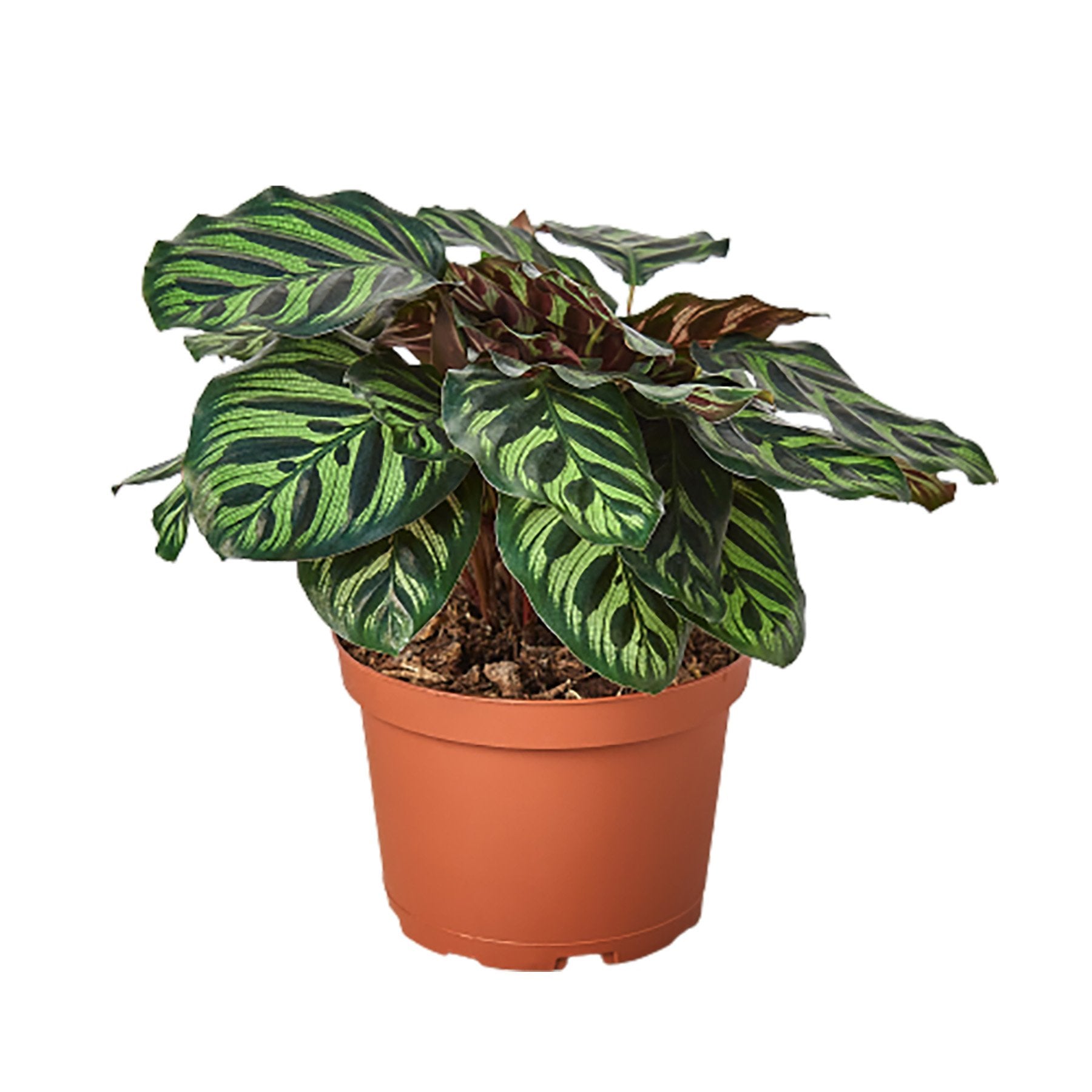 Calathea 'Makoyana' - TheHardenGarden