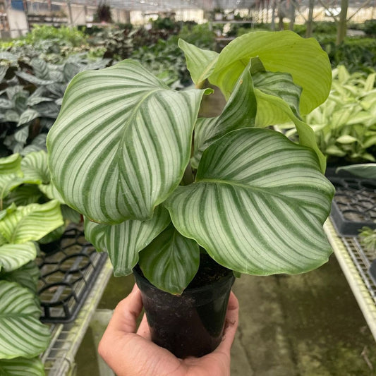 Calathea 'Orbifolia' - TheHardenGarden