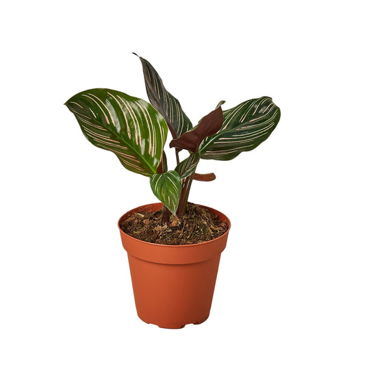 Calathea 'Ornata' - TheHardenGarden