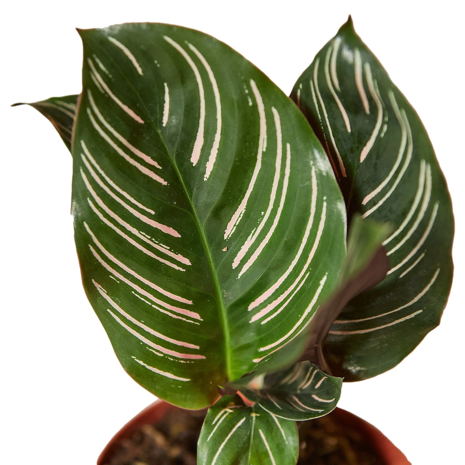 Calathea 'Ornata' - TheHardenGarden