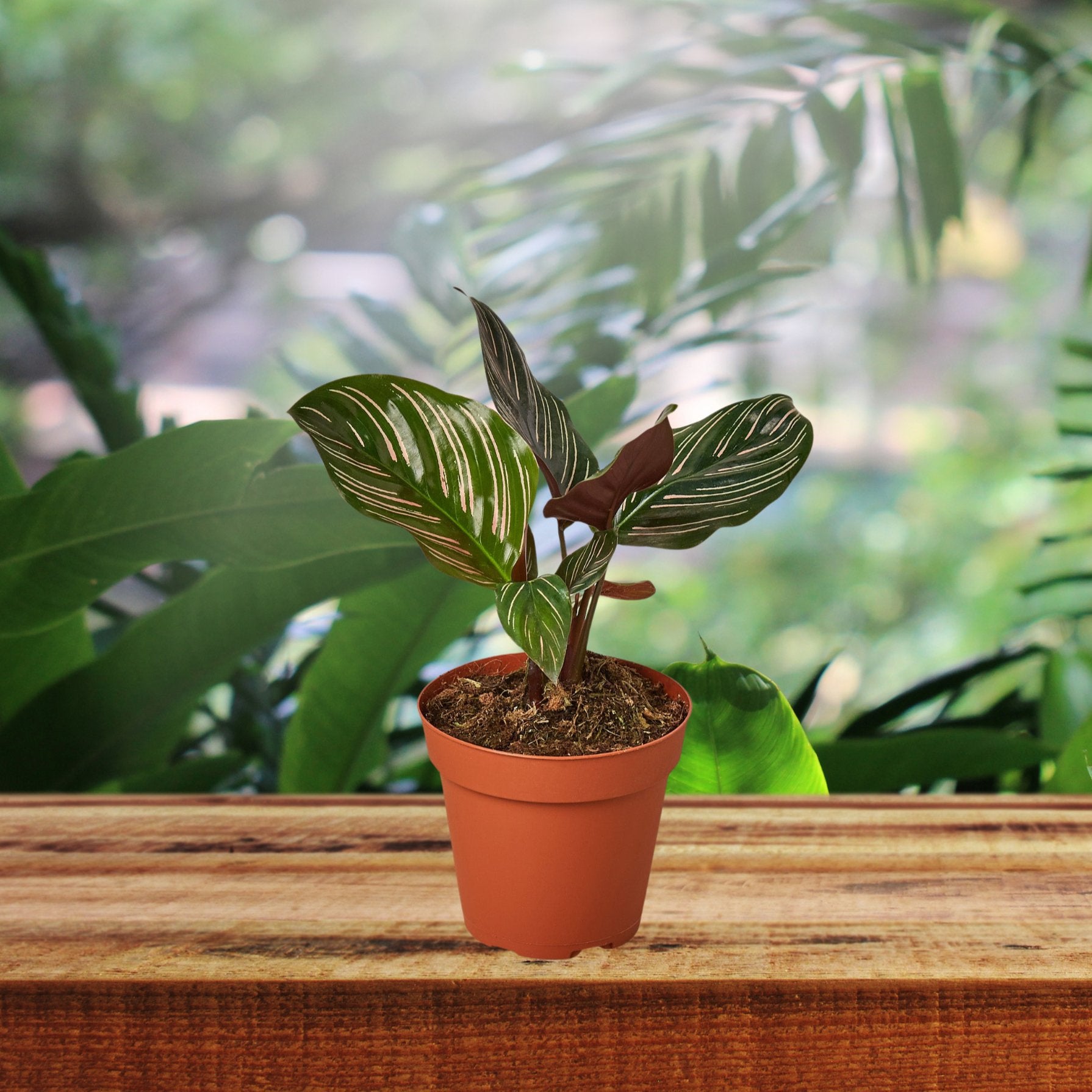 Calathea 'Ornata' - TheHardenGarden