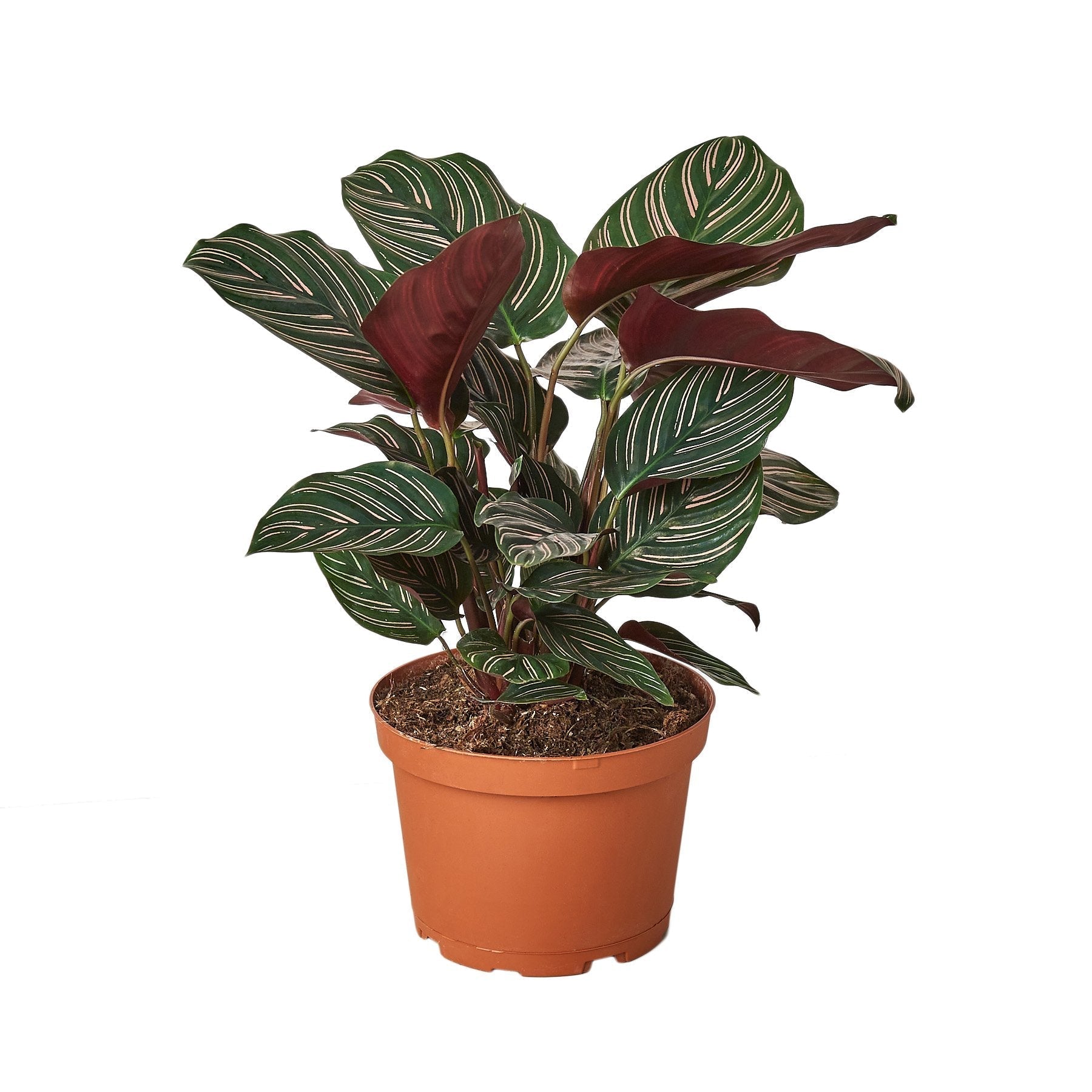 Calathea 'Ornata' - TheHardenGarden