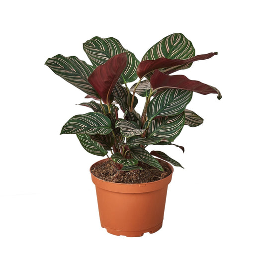 Calathea 'Ornata' - TheHardenGarden