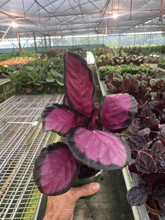 Calathea 'Purple Rose' - TheHardenGarden