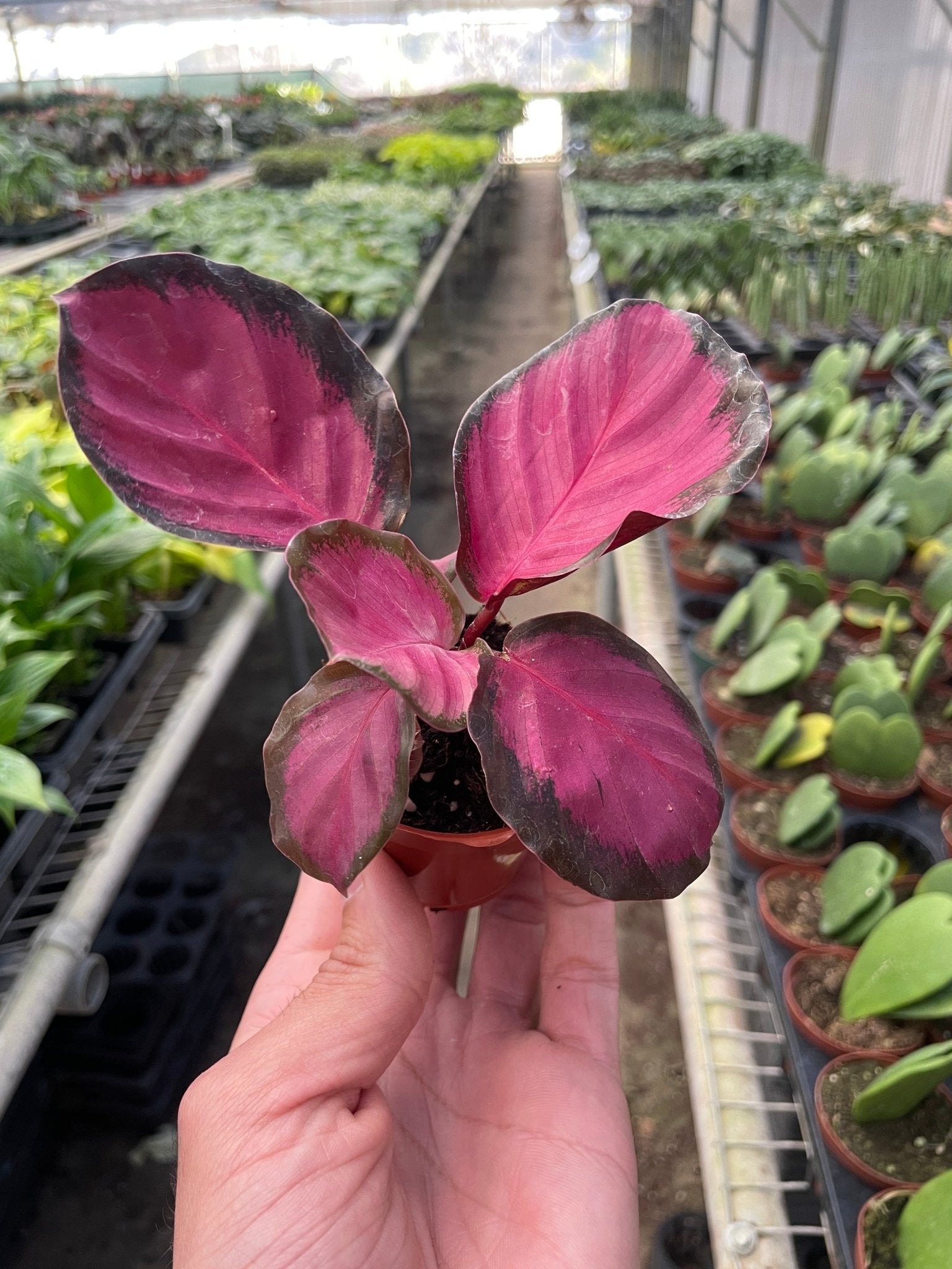 Calathea 'Purple Rose' - TheHardenGarden