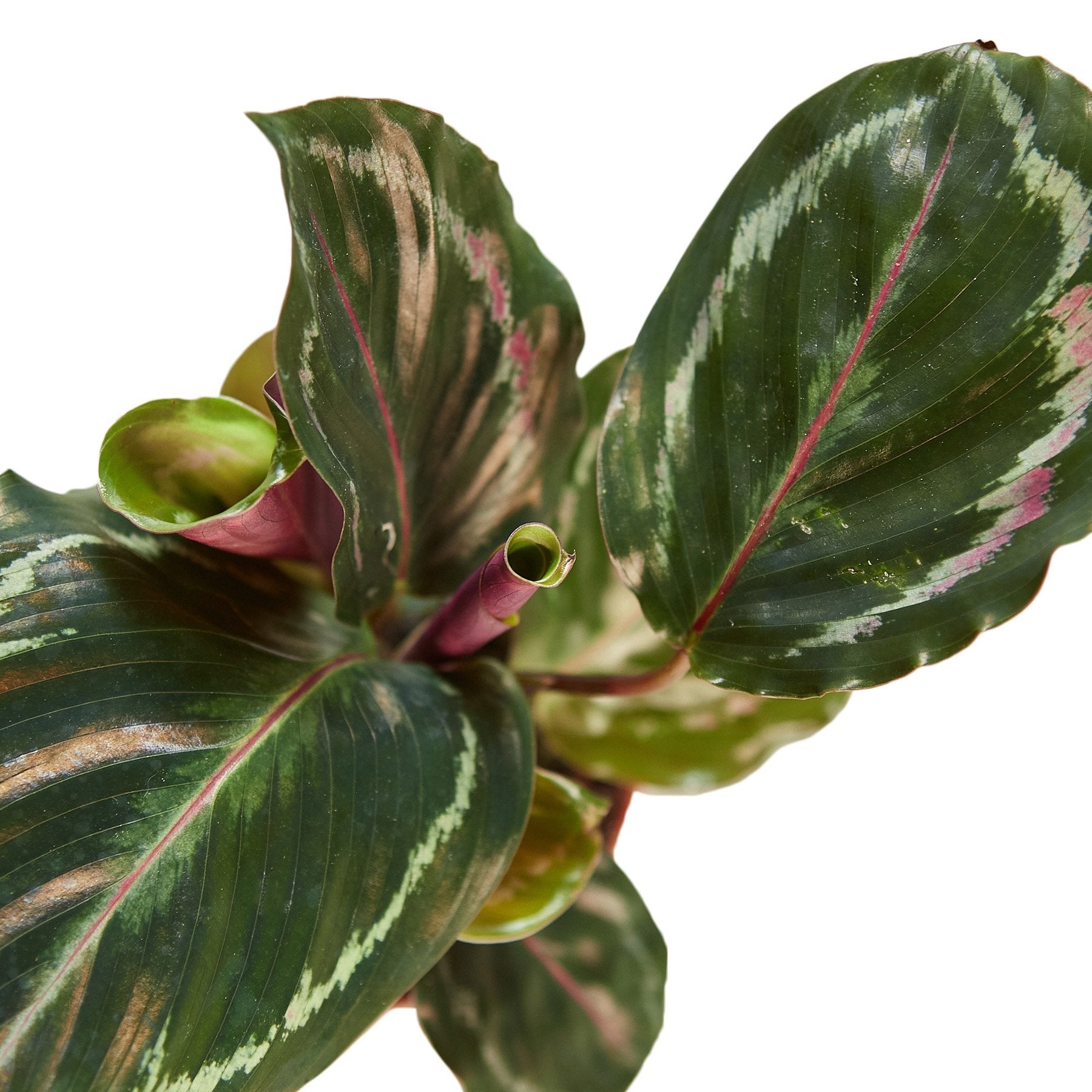 Calathea Roseopicta 'Medallion' - TheHardenGarden