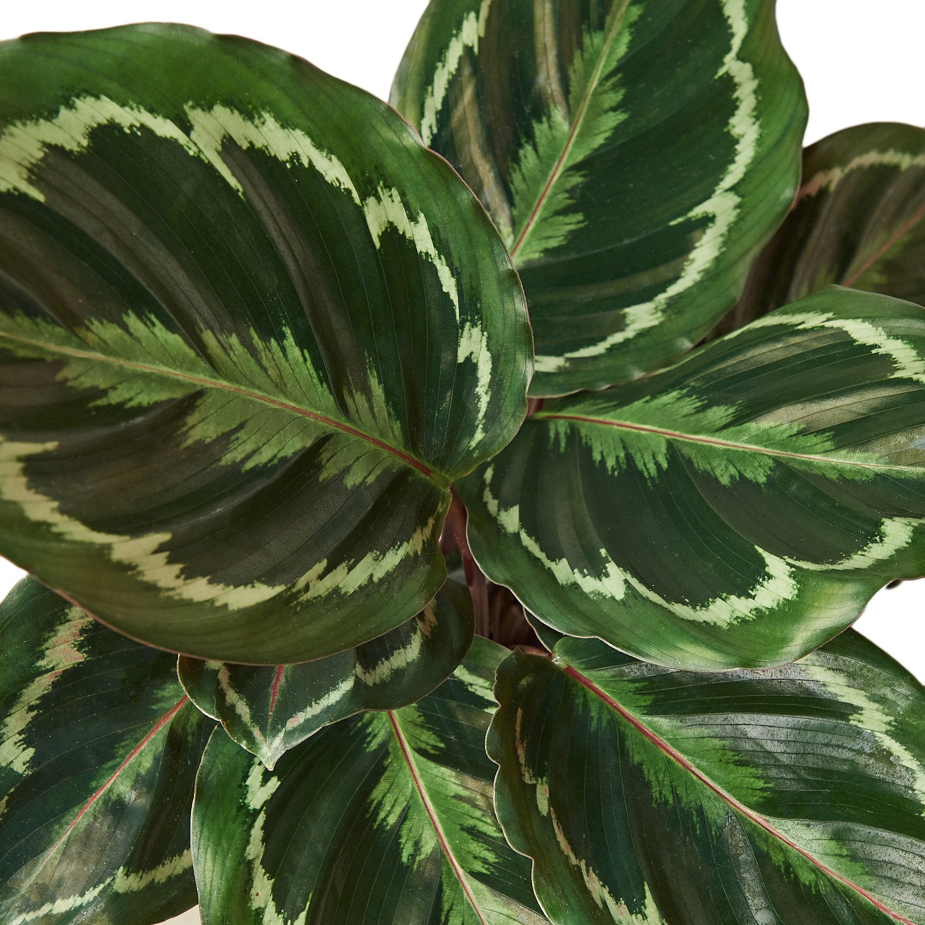 Calathea Roseopicta 'Medallion' - TheHardenGarden